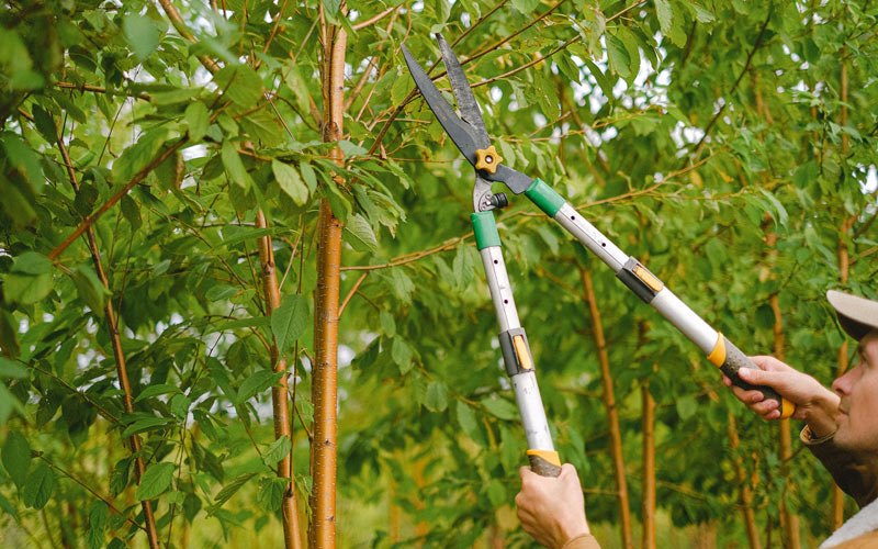 Tree trimming in Chenoa, IL